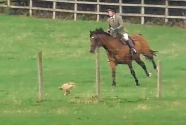A still from the video which shows a fox making a successful bid for freedom in a field near Ashorne on September 12 while hounds are nearby.
A member of the Warwickshire Hunt is then seen galloping on a horse towards the fox - which the West Midlands Hunt Saboteurs claim is an attempt to try to turn the fox back towards the hounds.