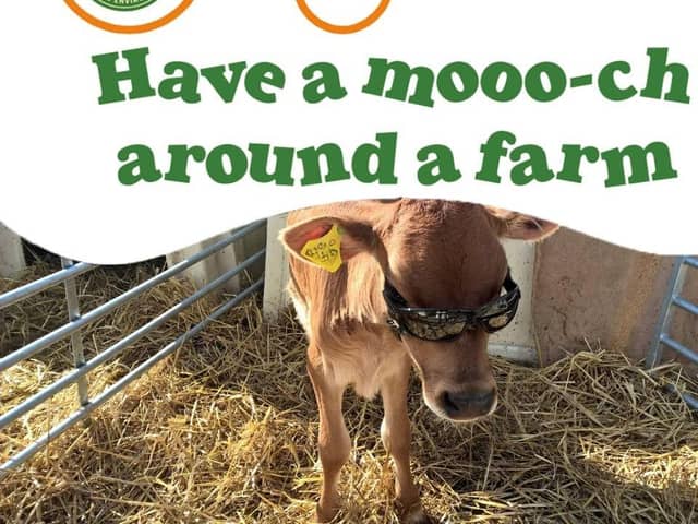 The cows can't wait to meet you !