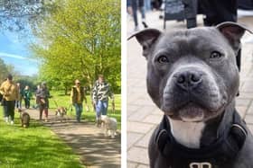 Over 80 dogs enjoyed Banbury's first-ever community dog walk last Sunday.