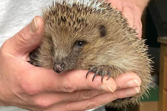 Andrew spent 12 years dedicated to conserving hedgehogs around Brackley and the nearby villages.