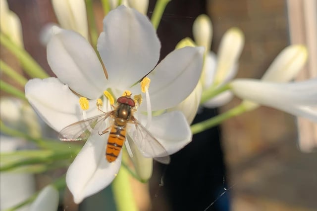 A marmalade hover fly on a lily in the garden