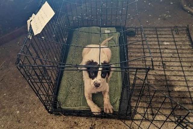 This dog was abandoned in a cage alongside a heartbreaking note.