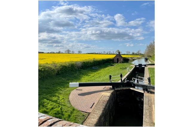 A rapeseed field captured next to the canal in Claydon (photo by Maureen Goodspeed)