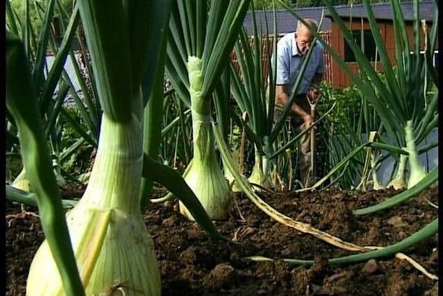 Eric Turner's prize vegetables are recorded for posterity on the Hornton documentary