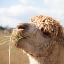 Psychic alpaca Alfie predicts an England victory in upcoming World Cup game.
