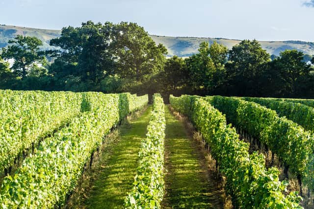 Veraison - the Chardonnay vines in August at Ridgeview. photo ©Julia Claxton