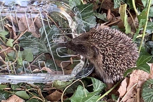 Juvenile hedgehog enjoying a drink in the garden
