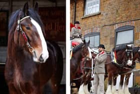 Cromwell, on the left, will join shire horses Nelson, Brigadier and Balmoral at the Hook Norton Brewery.