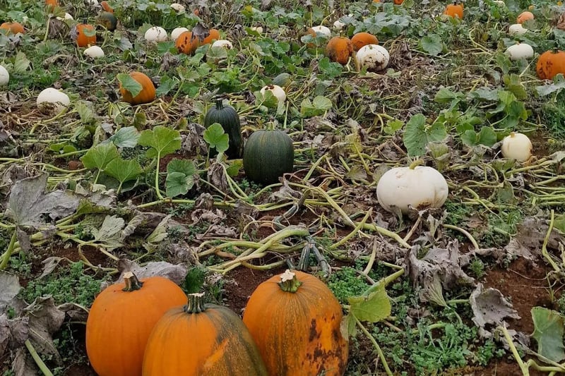Adderbury's Perry Tree Farm pumpkin pick runs from October 22nd – 30th between 10am - 4pm and have around 7,000 pumpkins of 26 varieties. Prices are £5 per person, with free entry for under 3's. The farm also has a spooky walkway, a quiz, a scavenger hunt, chickens, and reindeer.