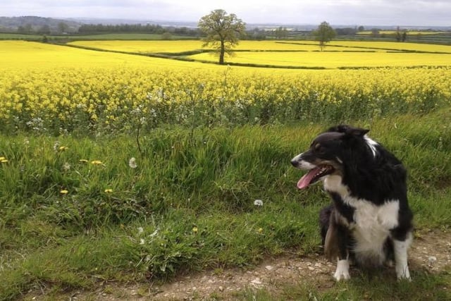 A rapeseed field spotted by Phillip Mason while on a walk with his dog Tess in North Oxfordshire (Submitted photo from Phillip Mason)
