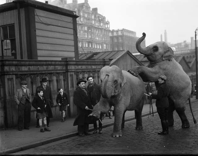 Two elephants from Princes International Circus arrive at Waverley Station in December 1952.