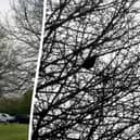 The guilty crow - clever creature has learned how to mimic a police siren