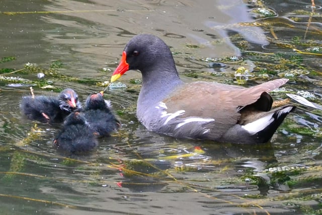 Moorhen with three chicks on a pond near Chipping Norton.  The chicks are only three or four days old and rely entirely on the parents for food.