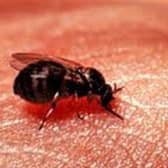 A Blandford fly. Oxford Health Trust has issued advice on what to do if you are bitten
