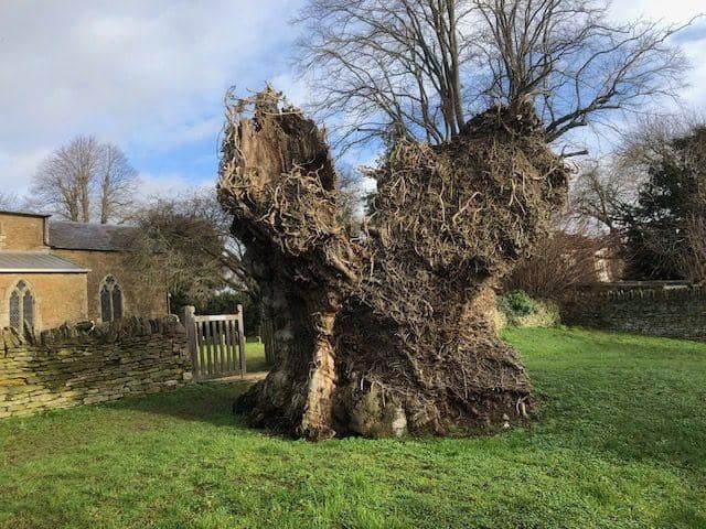 Huge trunk of old Elm tree