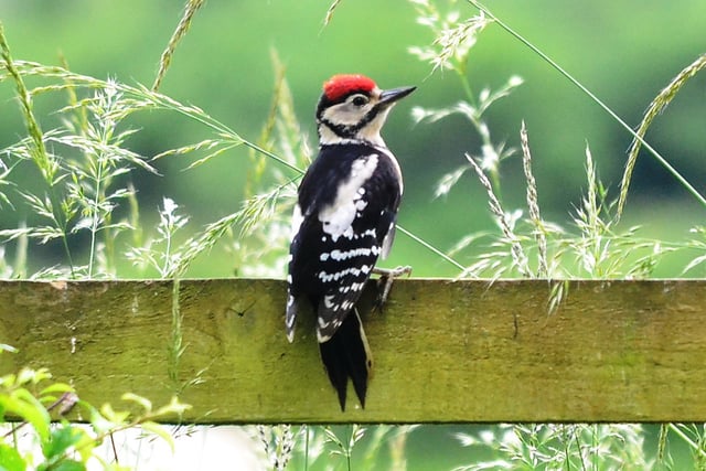 Juvenile Great Spotted Woodpecker near Chipping Norton