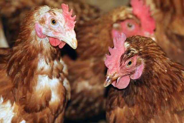 Bird keepers have been warned to be on alert for signs of avian flu after surge in cases.