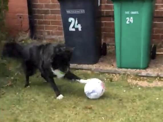 If the postman tries to dash off without playing ball, the persistent dog will block his only way out of the garden (Photo: SWNS)