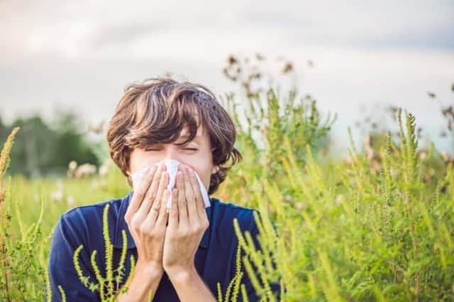 The current pollen forecast is high throughout Scotland and most of England (Photo: Shutterstock)