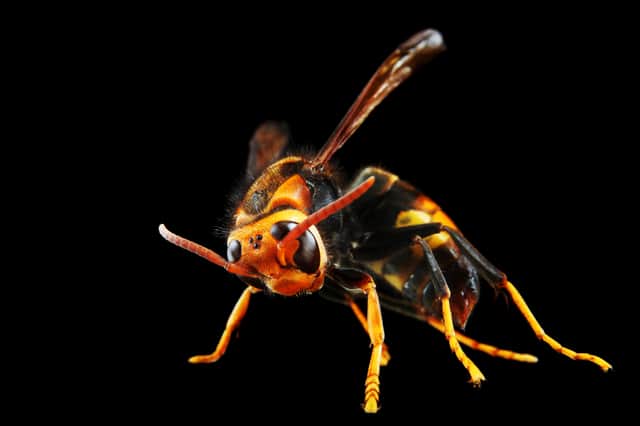 The Asian hornets could spell disaster for the UK in a variety of ways (Photo: Shutterstock)