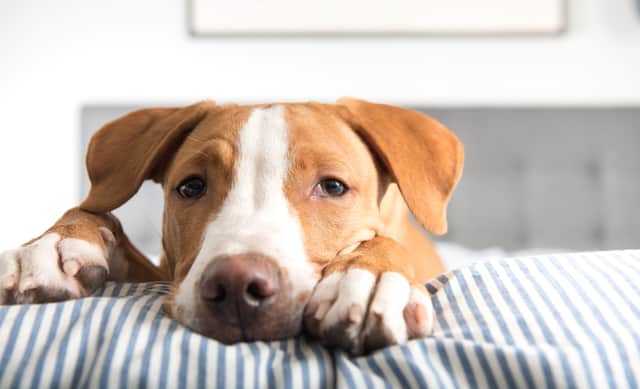 This is how to make sure your furry friend isn't suffering from Alabama Rot (Photo: Shutterstock)