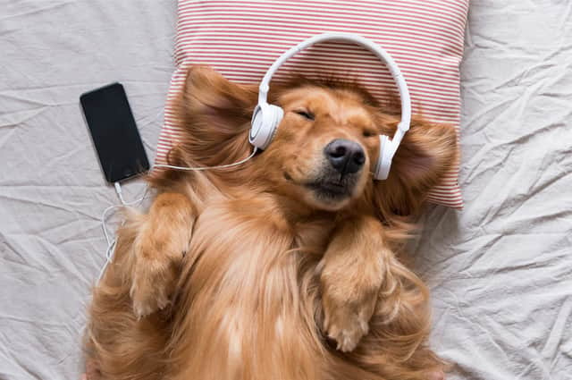 If your pet enjoys a good tune or gets lonely when you leave the house, then Spotify might have the perfect solution (Photo: Shutterstock)