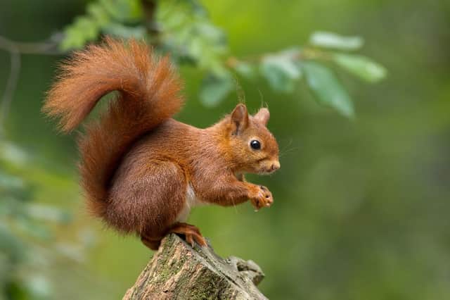 The UK’s population of endangered red squirrels has suffered a loss of more than 60 per cent in the past 13 years. (Shuttertsock)