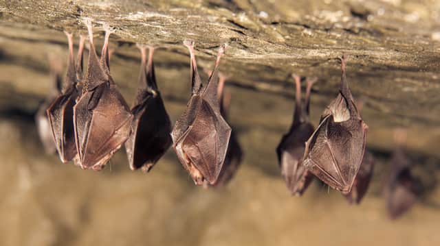 Humans can’t catch coronavirus directly from bats - the latest studies from scientists (Photo: Shutterstock)

