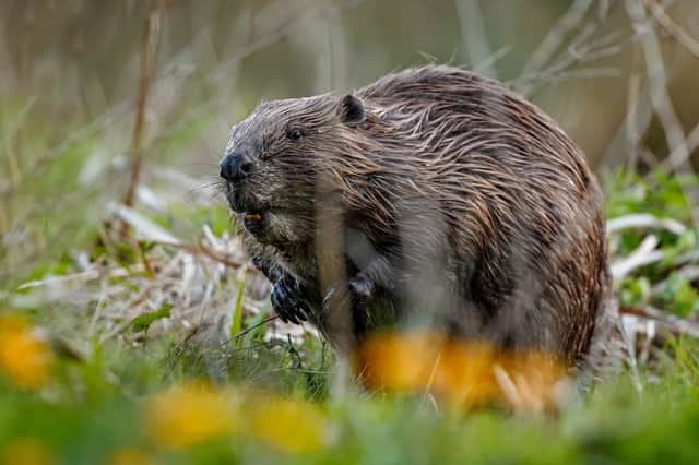 More beavers are being reintroduced to the UK this year - including areas they’ve been extinct for years (Photo: Shutterstock)
