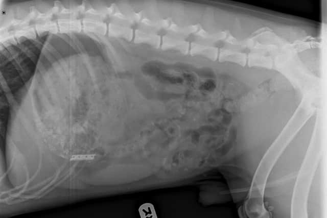 An x-ray showing the razor blade in Fenton's stomach