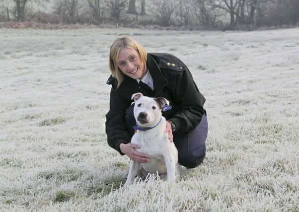 RSPCA Inspector Rachael Davies with adult Staffordshire Bull Terrier,Troy NNL-171129-165339001