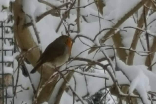 A lovely wintery picture of a robin by John Healey NNL-171112-100950001