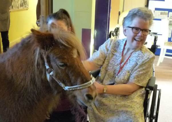 Shetland ponies visit Agnes Court