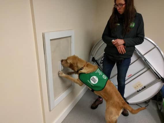 Sadie the dog demonstrates switching on a light to trainer Melanie Wood.