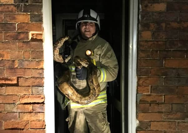 Around 100 snakes were saved from a house fire in Banbury. Photo: Oxfordshire Fire and Rescue Service NNL-180802-094221001