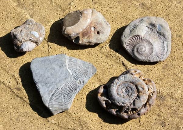 Which fossils will you discover at Banbury Museum?