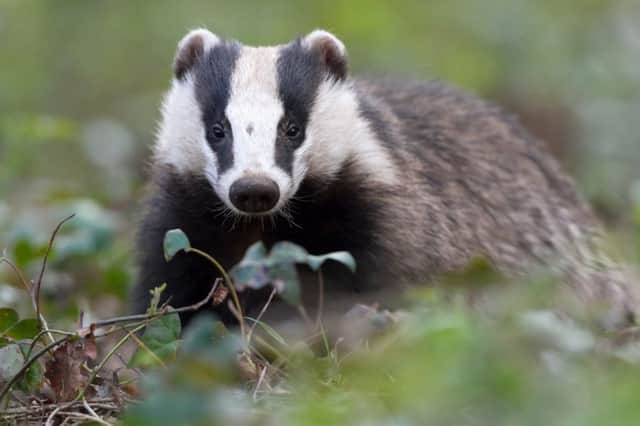 Badgers could come under threat of a cull in Oxfordshire and Warwickshire
