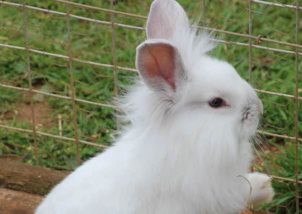 Visitors to Fairytale Farm, in Chipping Norton, this Easter can cuddle some baby rabbits. NNL-180320-151927001