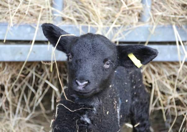 Purston Lamb's livestock lives outside and lambs are reared by their mothers. Purston Lamb/Tracey Philby NNL-180316-163649001