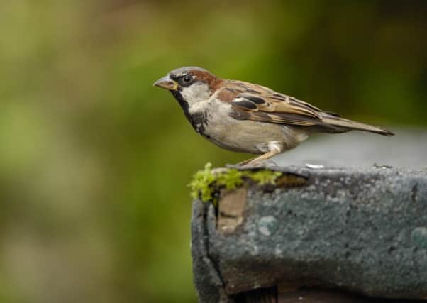 House sparrow Passer domesticus, male, perched on edge of garden shed roof. Co. Durham. August. EMN-180801-142832001