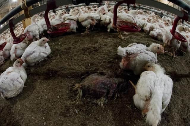 Animal welfare charity Peta has revealed conditions at a farm which supplies Faccenda Foods. Photo: Peta