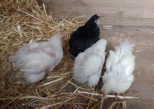 These chicks were abandoned in a cardboard box in Banbury. Photo: RSPCA NNL-180105-162923001