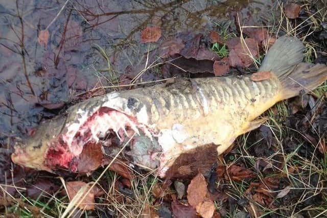A fish at Banbury Reservoir with the telltale signs of otter predation NNL-180805-151346001