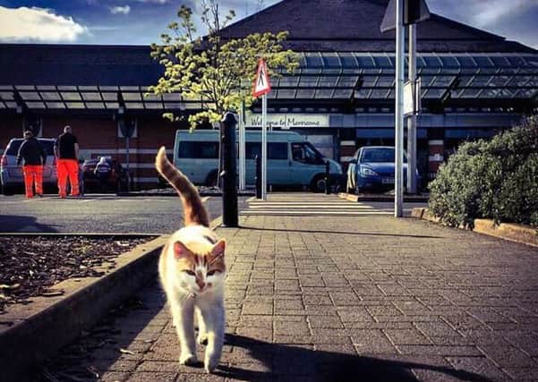 Cleo the Morrisons Cat. Photo: Ray Clif NNL-181005-133805001