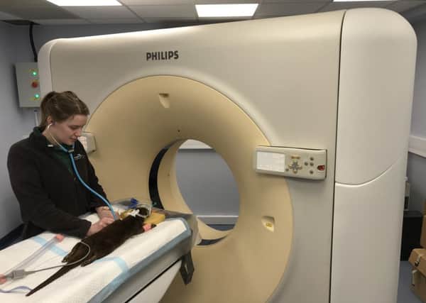 Nurse Jade Day monitors an anaethetised otter before it has a CT scan at Chipping Norton Veterinary Hospital; NNL-180517-165937001