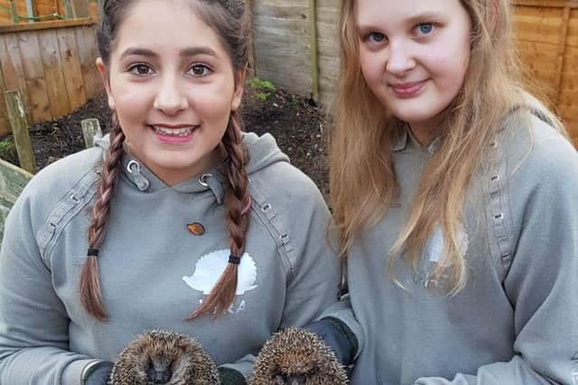 Kyra and Sophie, from Hedgehog Friendly Town