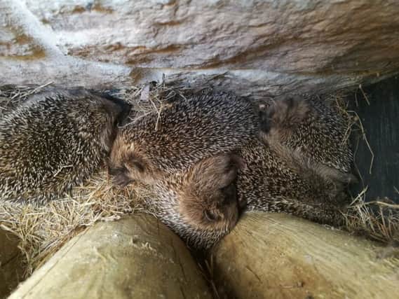 This family of hedgehogs was discovered snuggled up behind a bike rack at one of the lodges in Center Parcs Woburn Forest
