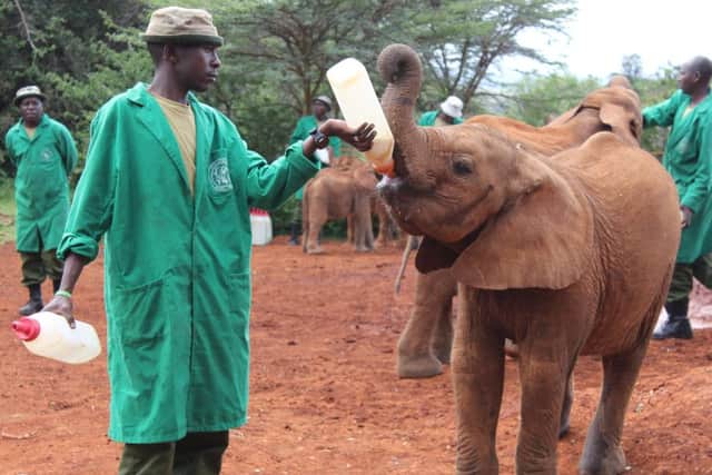 Esampu the orphaned elephant is being taken care of at the David Sheldrick Wildlife Trust NNL-180824-153800001