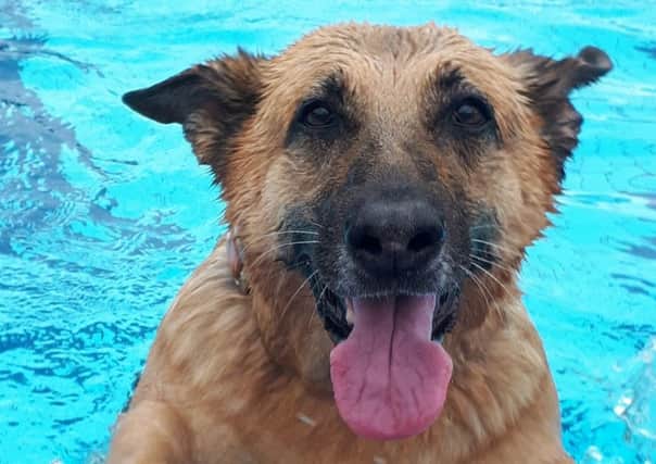 Jemma Goater's German shepherd Candy loved the dog and owner swim at Woodgreen Leisure Centre NNL-180918-192312001