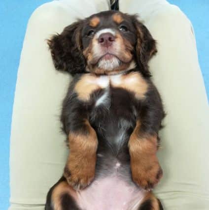 Peter Myatt, from Harts Vets in Bicester, won the Human:Animal Bond category in the British Veterinary Associations (BVA) Veterinary Photographer of the Year competition with this picture called 'Best part of a job'. It is a photo of a laid-back 10-week-old cocker spaniel puppy lounging contentedly on Peters lap. PNL-180920-103143001